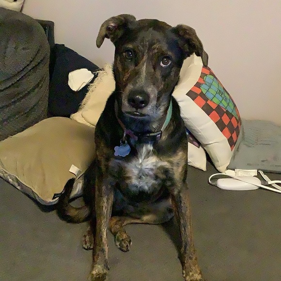 Smoke free - Animal friendly home - Fast shipping - Picture 3 of 7